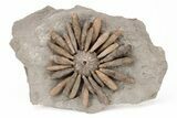 Jurassic Club Urchin (Gymnocidaris) - Boulemane, Morocco #217845-1